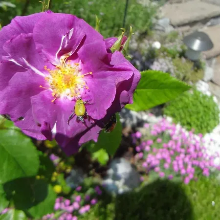 Appartement Haus Bichl *