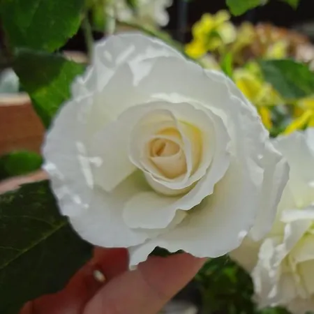 Haus Bichl Appartement Finkenberg