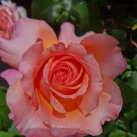 Haus Bichl Appartement