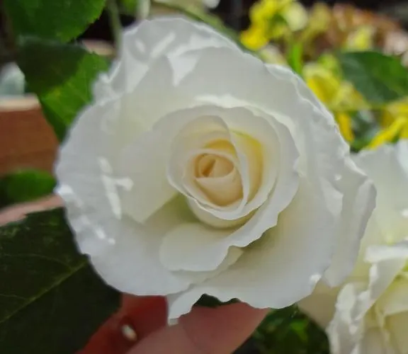 Haus Bichl Appartamento Finkenberg